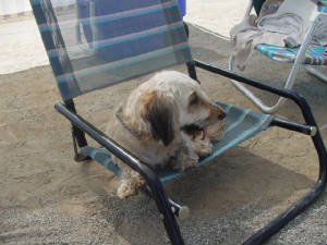 scruffys_chair.jpg