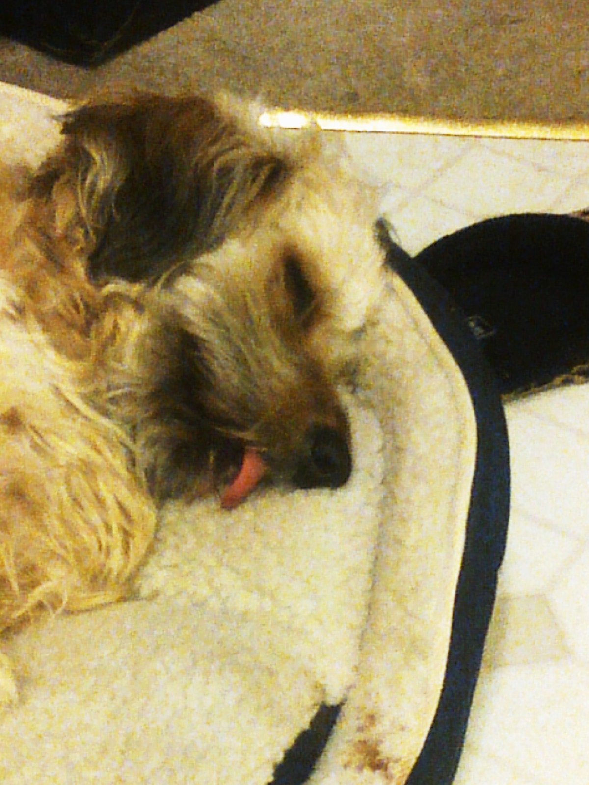 Scruffy sleeping.jpg