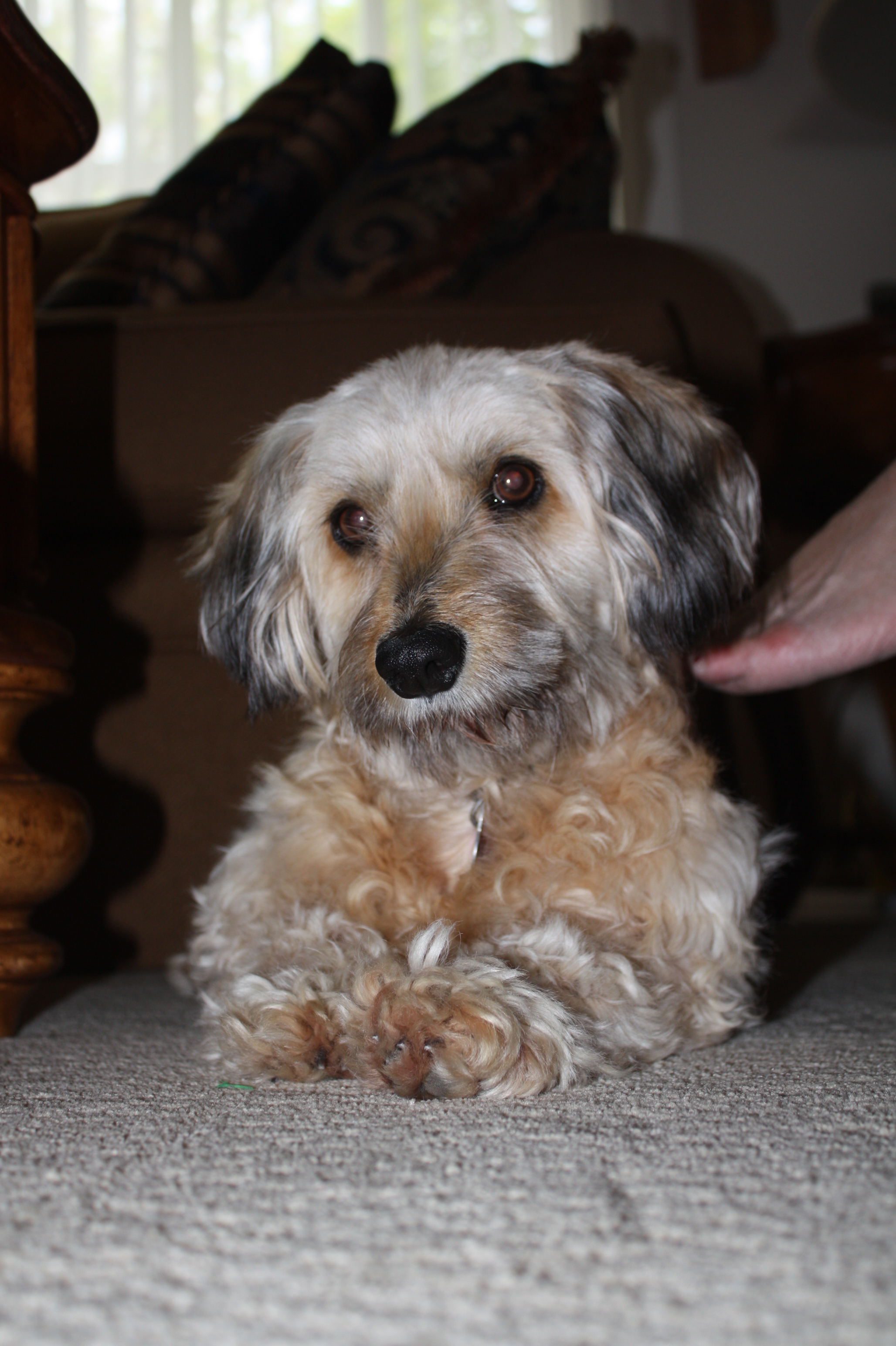 scruffy.jpg